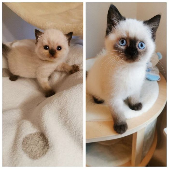 15 animais que era pequeno que se transformaram em grandes e majestosos 2