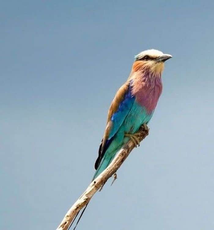 22 animais que ganharam um presente especial da natureza 3