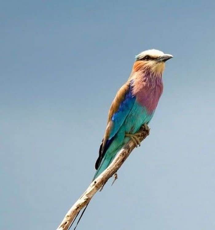 22 animais que ganharam um presente especial da natureza 2