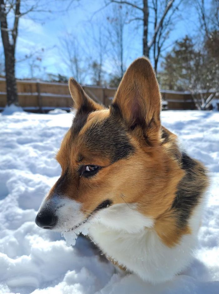 26 cachorros e suas poses super engraçadas 2