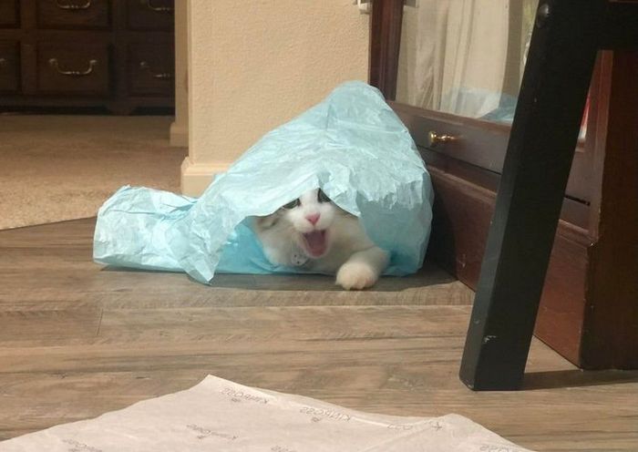 22 coisas incomuns e engraçadas que os gatos fazem 3