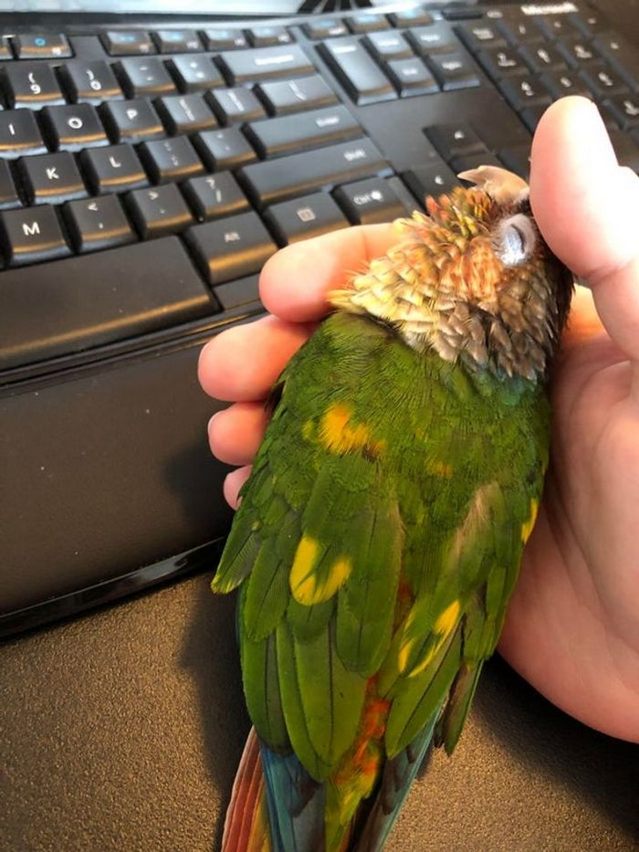 20 fotos que provam que animais e humanos são inseparáveis, como as duas faces da mesma moeda 3