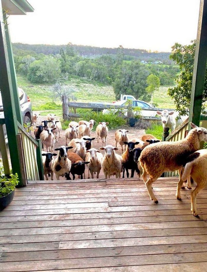 18 motivos que a Austrália é um país surpreendente 2