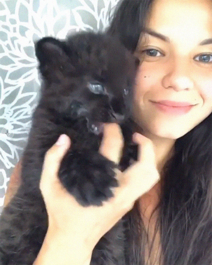 Pantera rejeitada pela mãe conquista internet ao lado do irmão Rottweiler 2