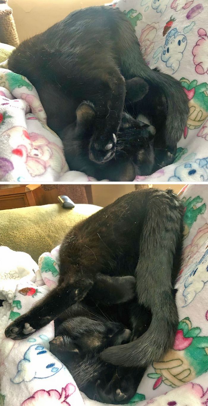 25 pessoas que adotaram um gato e ganharam na loteria da felicidade 3