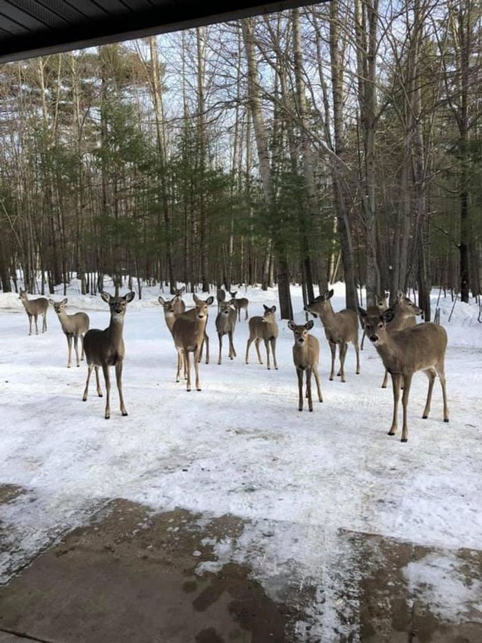 19 vezes que nossos amiguinhos foram pegos fazendo algo muito humano 3