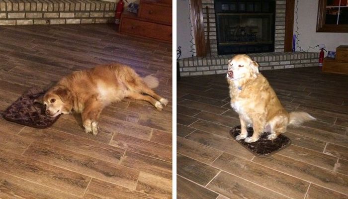 18 animais de estimação ​​que têm os maiores coração do mundo 3