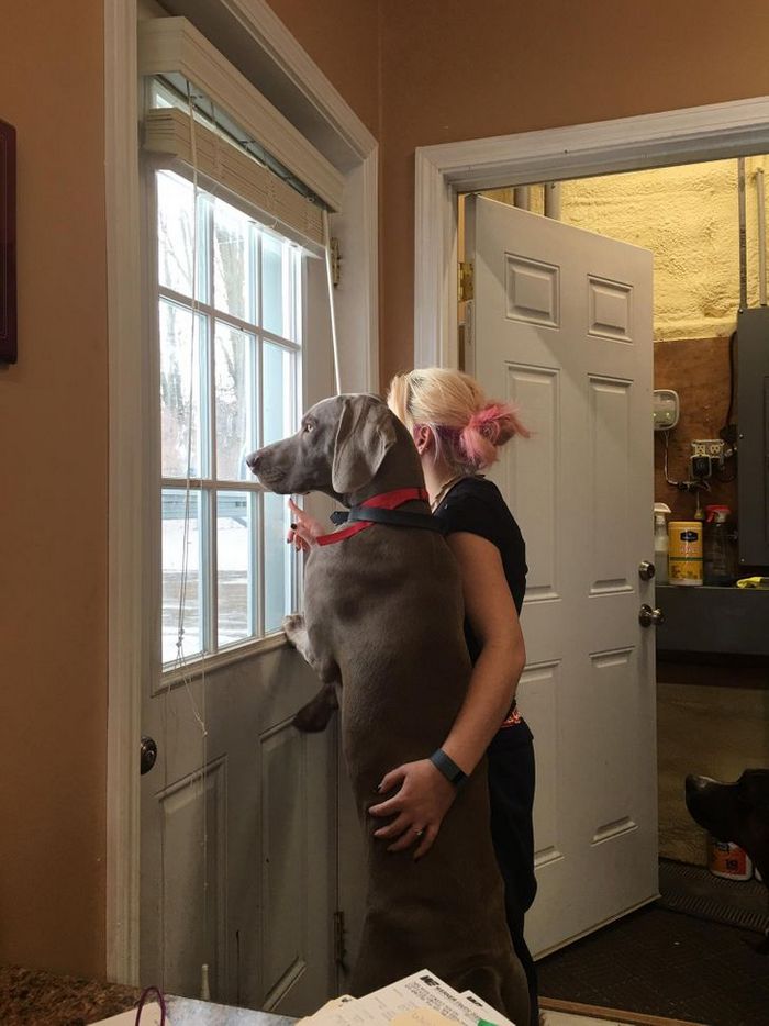 26 cachorros e suas poses super engraçadas 3