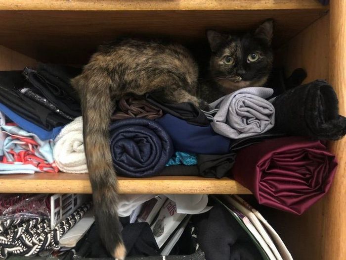 22 coisas incomuns e engraçadas que os gatos fazem 4