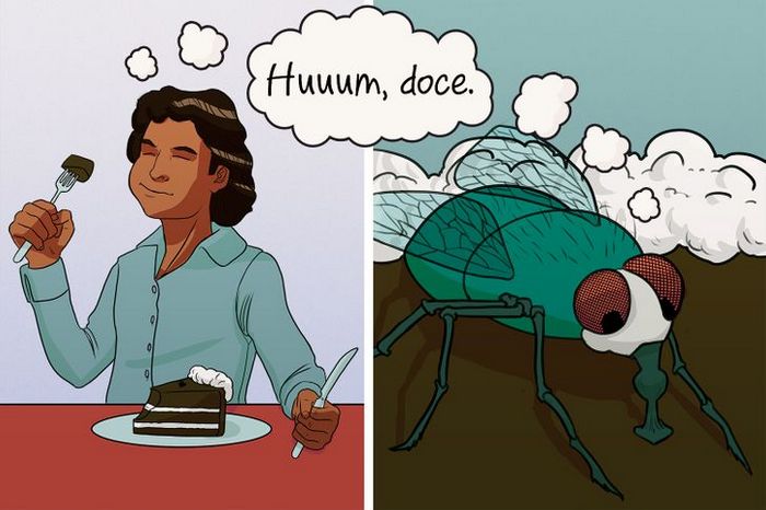 11 fatos sobre moscas que apostamos que você não sabia 5 11 fatos sobre moscas que apostamos que você não sabia 5