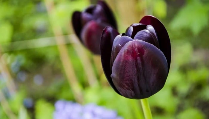 6 flores negras que são lindas e misteriosas 4