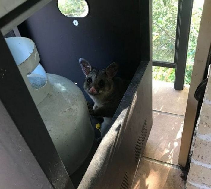 18 motivos que a Austrália é um país surpreendente 3