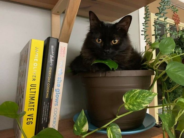 25 pessoas que adotaram um gato e ganharam na loteria da felicidade 4