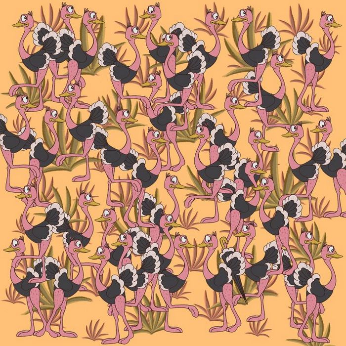 Teste: Encontre o que está se escondendo nessas 15 fotos 5