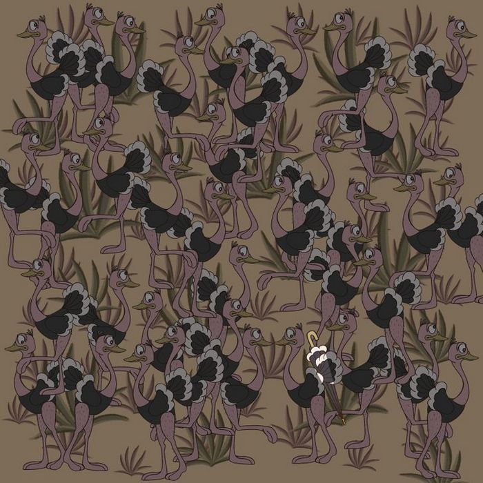 Teste: Encontre o que está se escondendo nessas 15 fotos 6