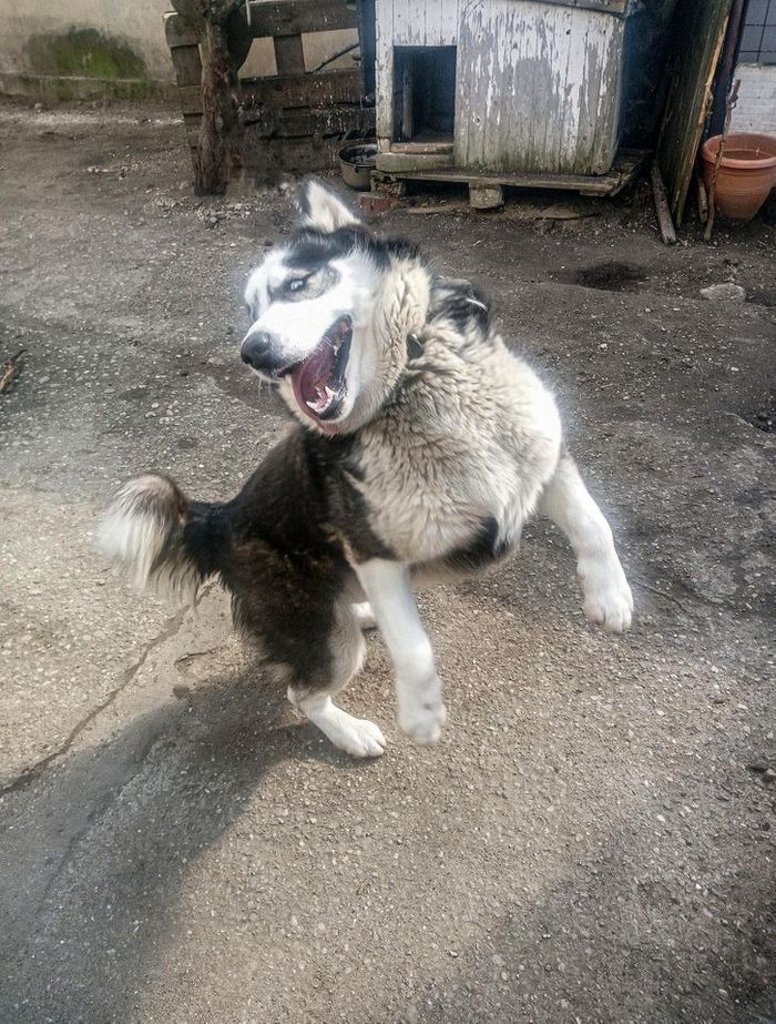 26 cachorros e suas poses super engraçadas 4
