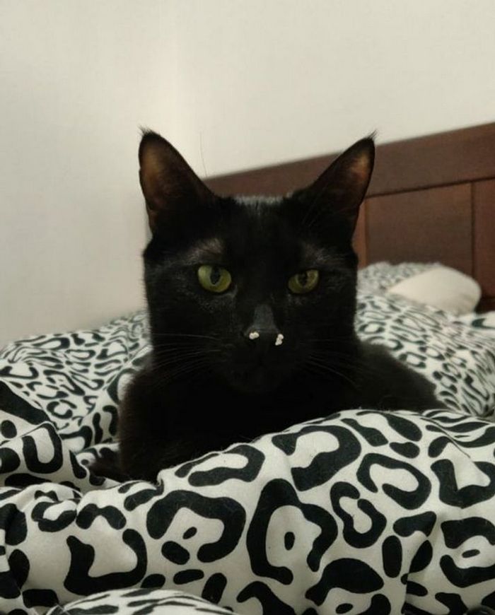 22 coisas incomuns e engraçadas que os gatos fazem 5