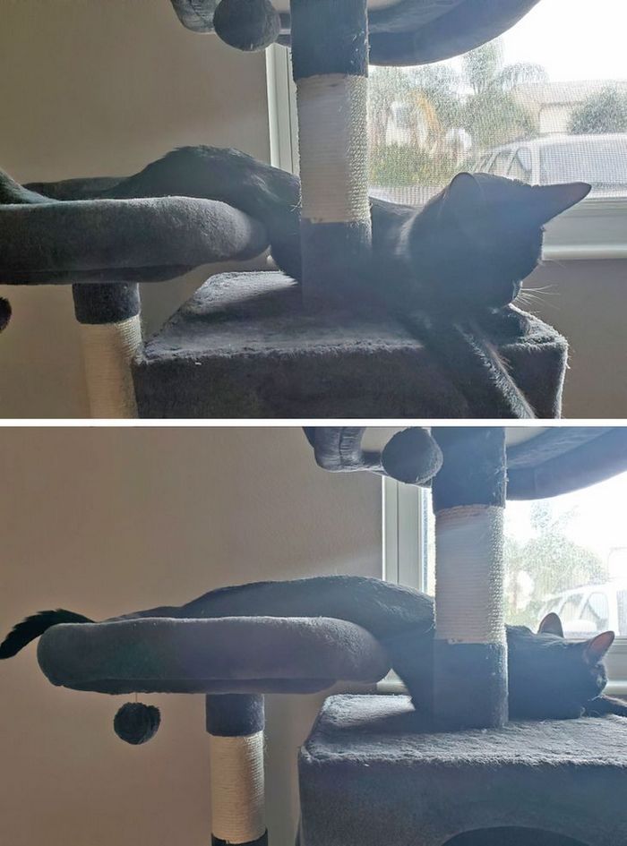 25 pessoas que adotaram um gato e ganharam na loteria da felicidade 5