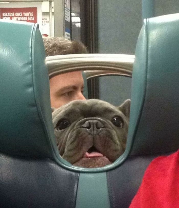 25 viajantes que ninguém esperava encontrar em uma viagem 4