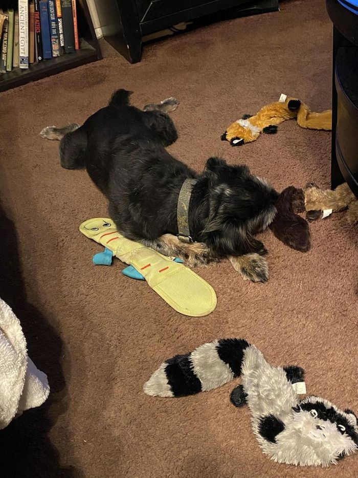 26 cachorros e suas poses super engraçadas 5