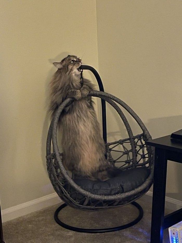 22 coisas incomuns e engraçadas que os gatos fazem 6