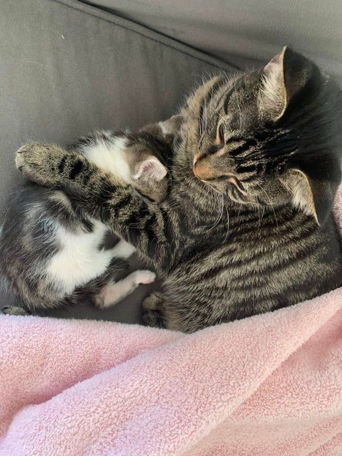 18 animais de estimação ​​que têm os maiores coração do mundo 6