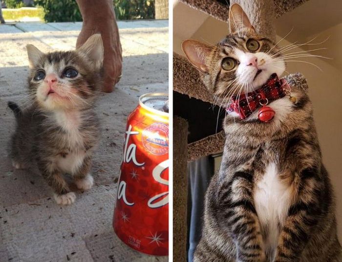 15 animais que era pequeno que se transformaram em grandes e majestosos 6