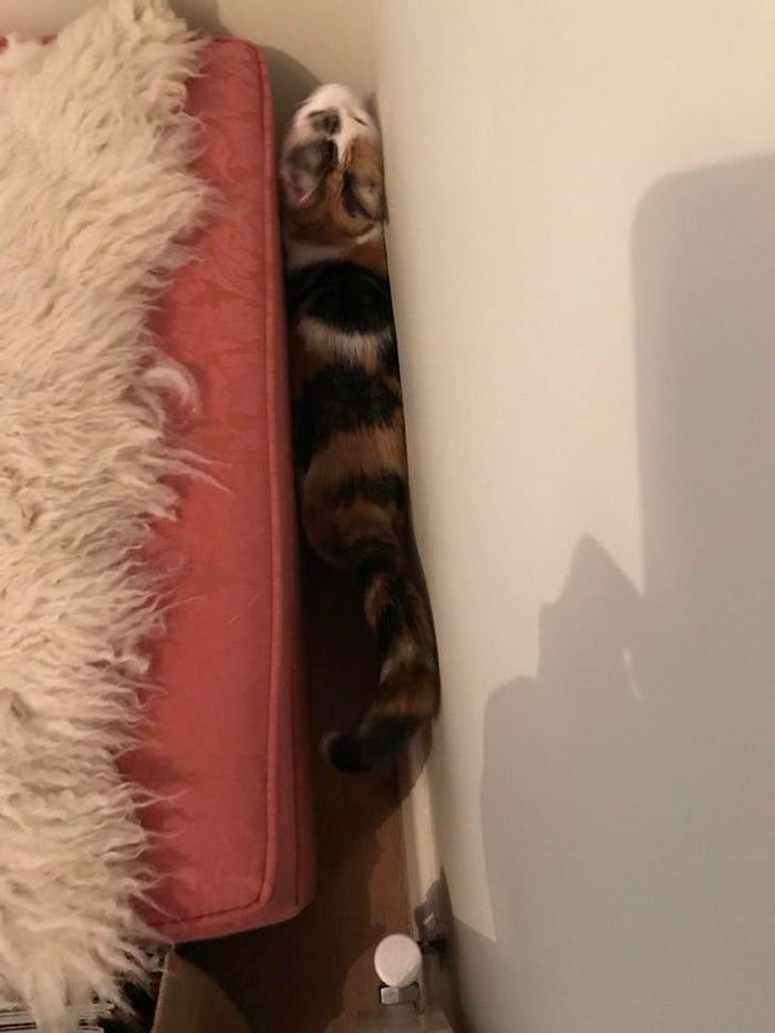 22 coisas incomuns e engraçadas que os gatos fazem 7