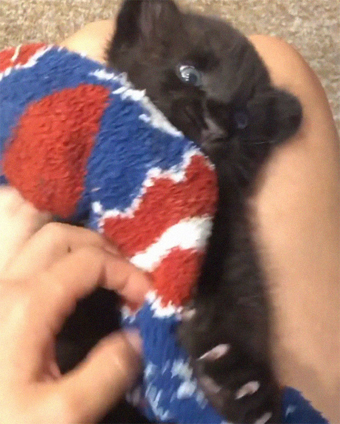 Pantera rejeitada pela mãe conquista internet ao lado do irmão Rottweiler 6