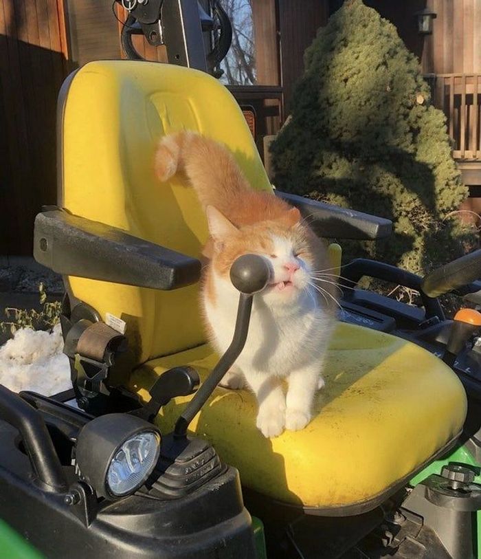 25 pessoas que adotaram um gato e ganharam na loteria da felicidade 7