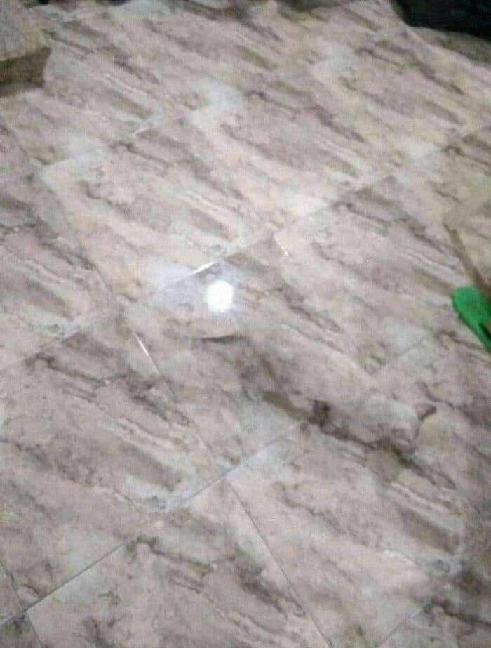 25 que escondem verdadeiros mestres da camuflagem acidental 6