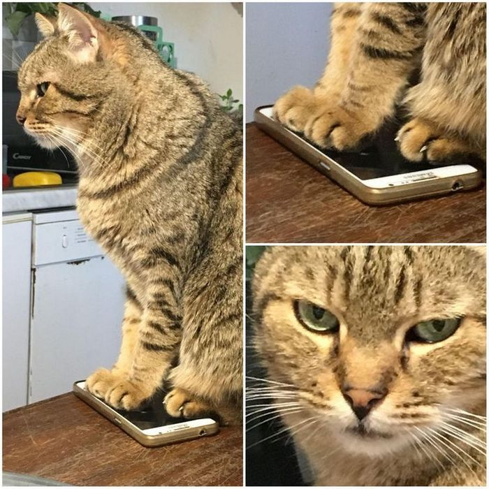 19 vezes que nossos amiguinhos foram pegos fazendo algo muito humano 7