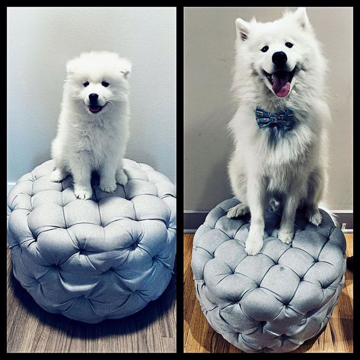 15 animais que era pequeno que se transformaram em grandes e majestosos 7