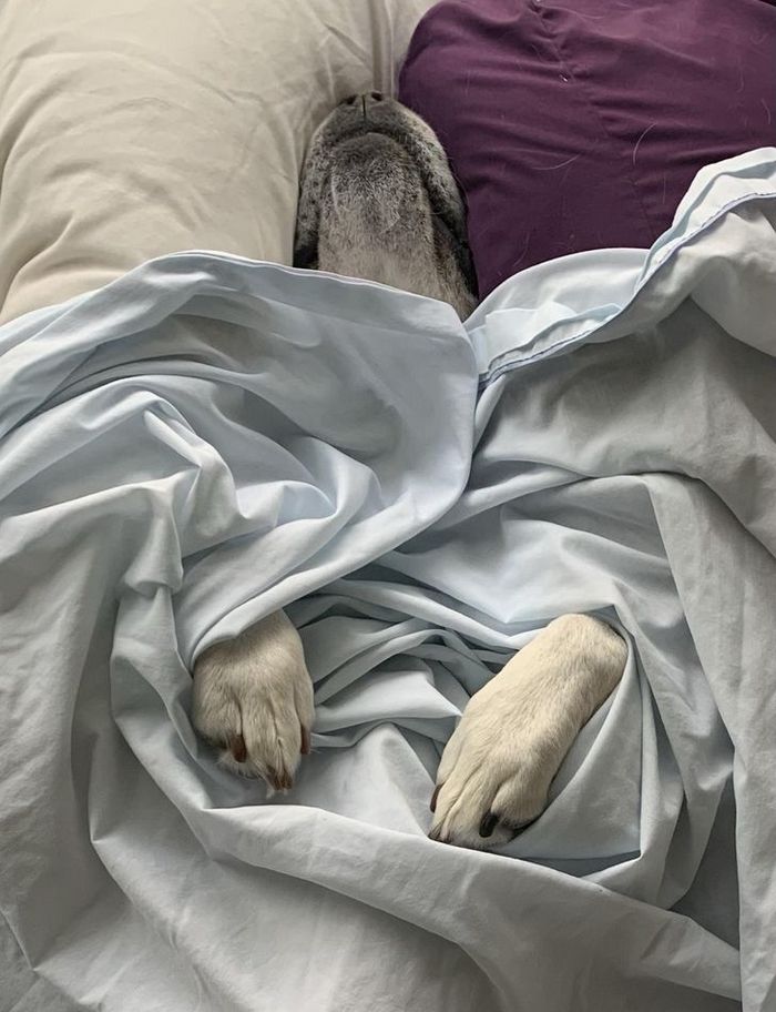 26 cachorros e suas poses super engraçadas 7