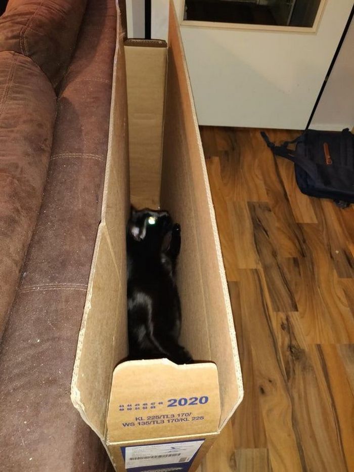 22 coisas incomuns e engraçadas que os gatos fazem 8