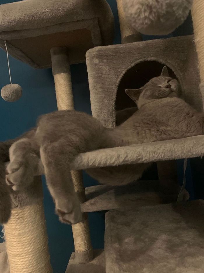 25 pessoas que adotaram um gato e ganharam na loteria da felicidade 8