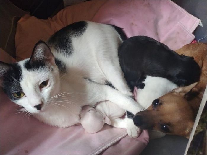 18 animais de estimação ​​que têm os maiores coração do mundo 8