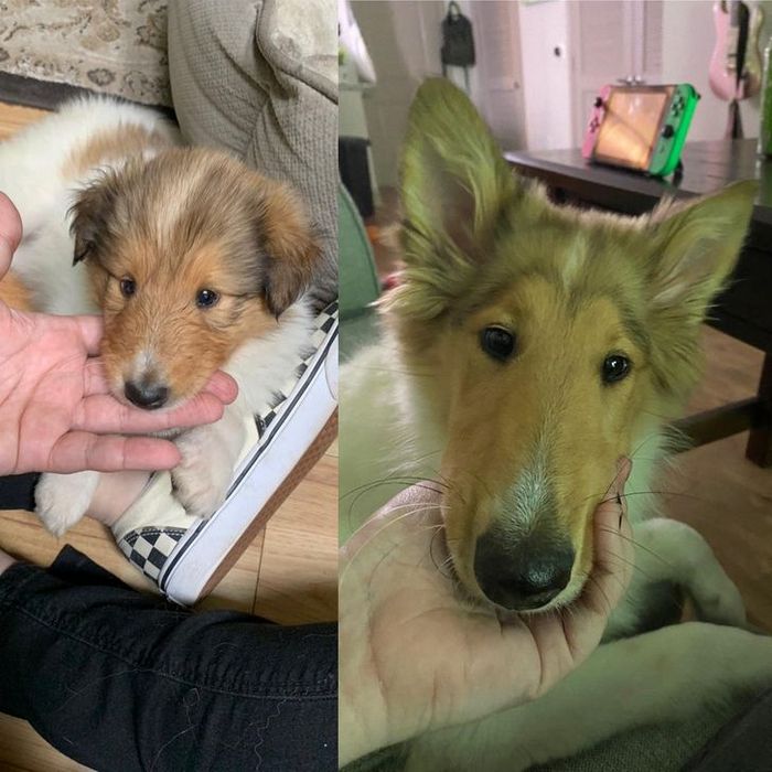 15 animais que era pequeno que se transformaram em grandes e majestosos 8