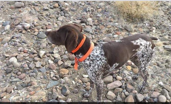 26 cachorros e suas poses super engraçadas 8