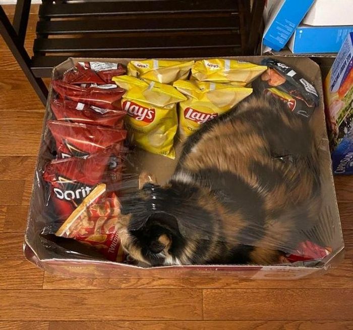22 coisas incomuns e engraçadas que os gatos fazem 9