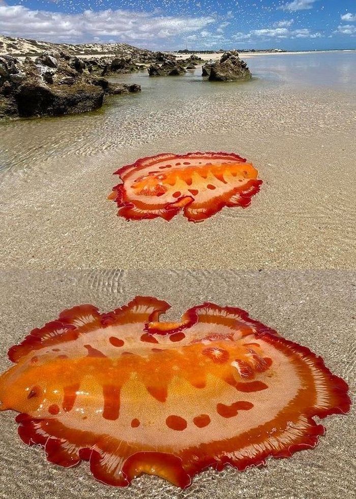 18 motivos que a Austrália é um país surpreendente 8