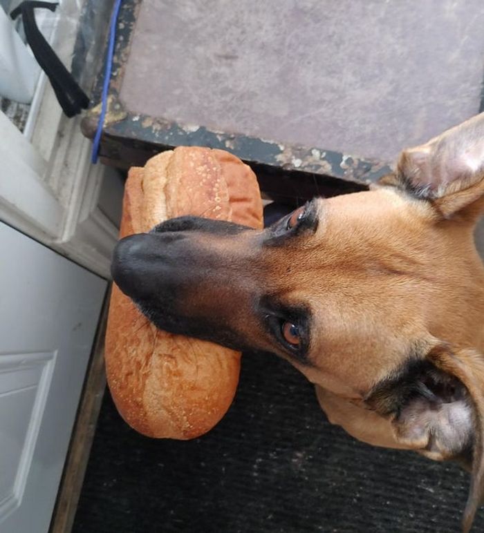 19 vezes que nossos amiguinhos foram pegos fazendo algo muito humano 9
