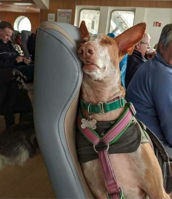 25 viajantes que ninguém esperava encontrar em uma viagem 8