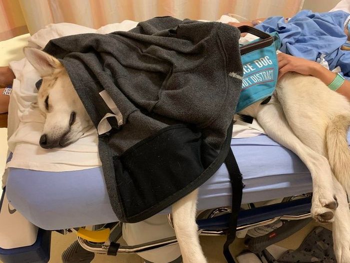 18 animais de estimação ​​que têm os maiores coração do mundo 9