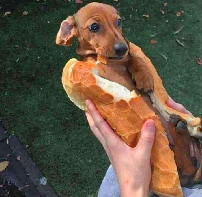 26 cachorros e suas poses super engraçadas 9