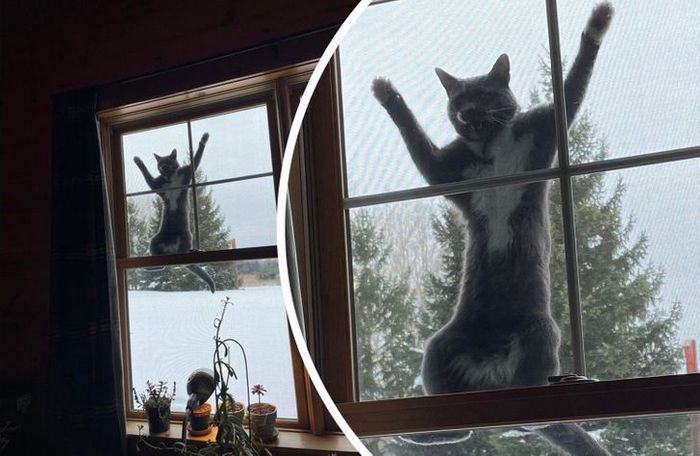 22 coisas incomuns e engraçadas que os gatos fazem 10