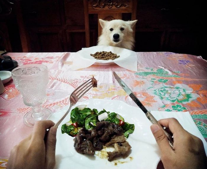 20 fotos que provam que animais e humanos são inseparáveis, como as duas faces da mesma moeda 10