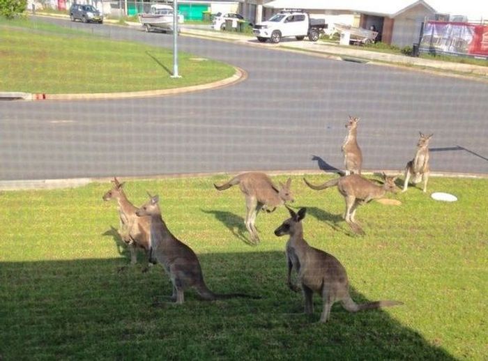 18 motivos que a Austrália é um país surpreendente 9