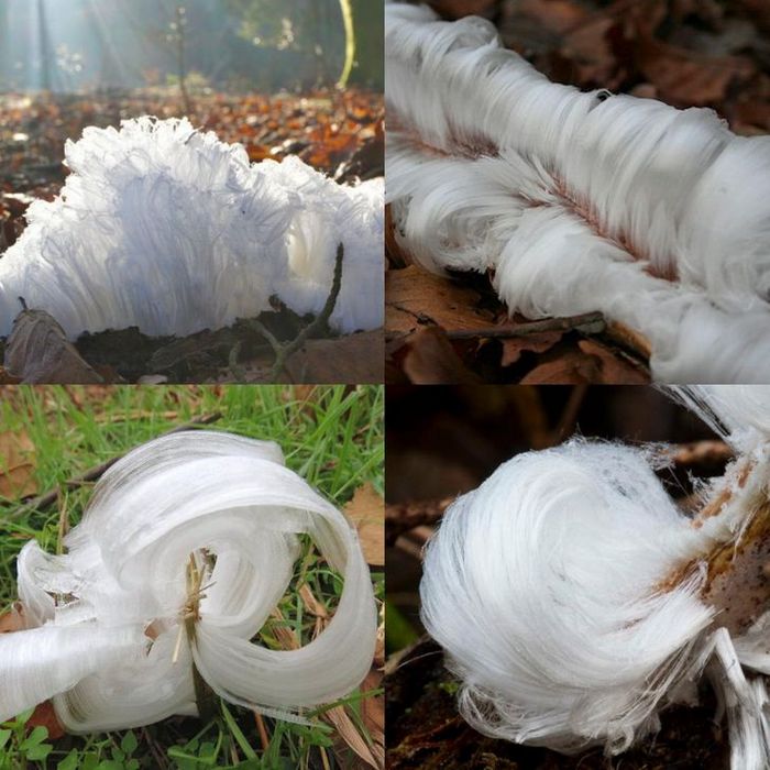 20 vezes a mãe natureza abençoou as coisas com um pouco mais de charme 9 20 vezes a mãe natureza abençoou as coisas com um pouco mais de charme 9