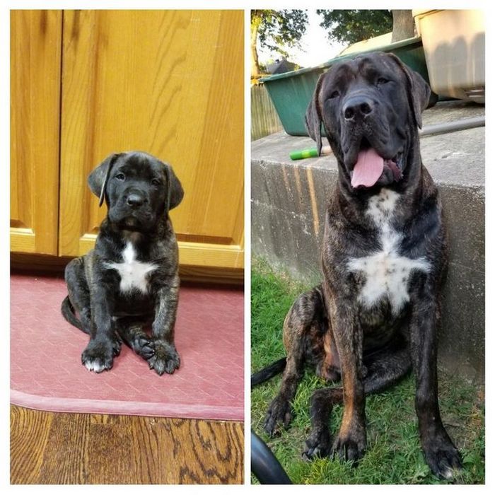 15 animais que era pequeno que se transformaram em grandes e majestosos 10